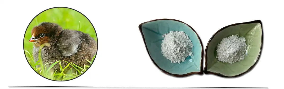 Florfenicol Powder Pure.jpg